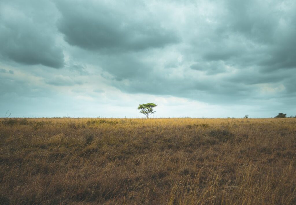 A solitary green tree stands in a vast savannah under a cloudy sky, Nairobi, Kenya.