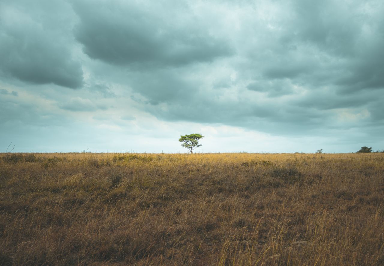 A solitary green tree stands in a vast savannah under a cloudy sky, Nairobi, Kenya.